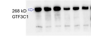 TFIIIC Antibody - BSA Free NB100-60657